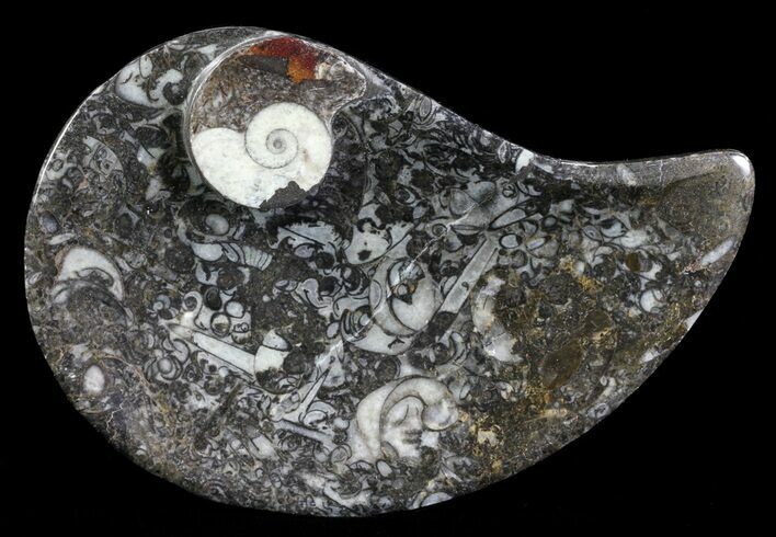 Teardrop Fossil Goniatite Dish - Stoneware #62431